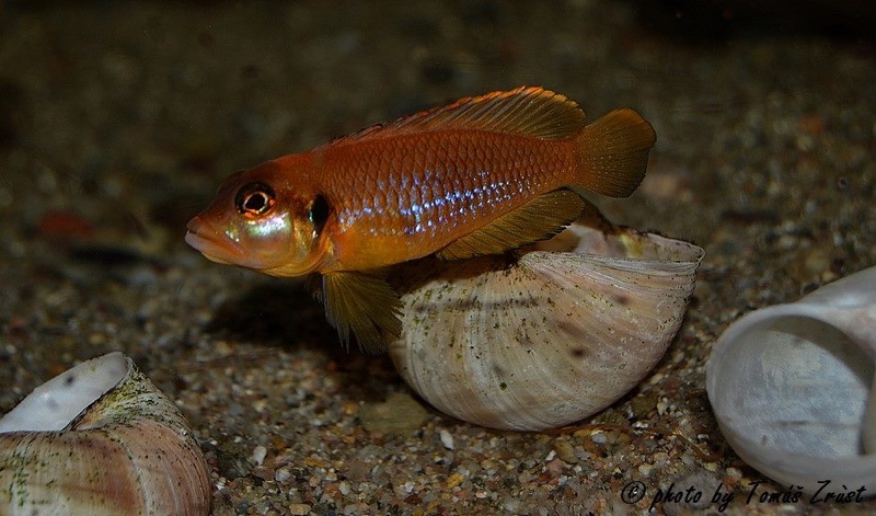 Lamprologus ocellatus 'Gold'